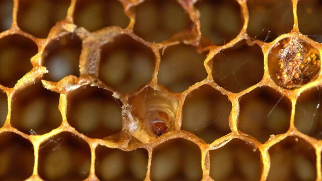 Wax moth eat beeswax. Wax moth larvae will produce a silky web that spreads across the hive