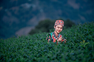 Tea garden farmers or worker wearing traditional dresser work carry barket picking green tea leaves...