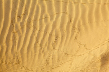 Scarabaeus traces © Serg Zastavkin