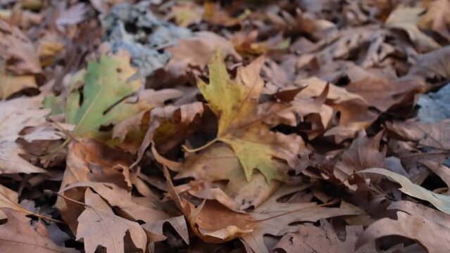 Dried leaves on the ground in autumn