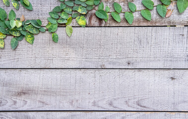 Old plank wood brown wall  with copy space and green leaf plant growing though on background