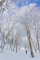 山スキー　ブナの森を登る