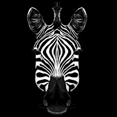 Zebra head on black background