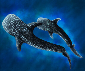 Whale shark swimming with her young pup illustration © Natalia