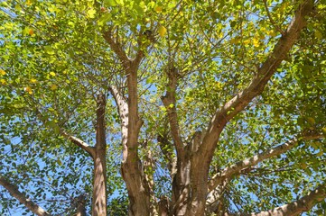 tree in the park texture background