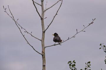 An American Robin in a Tree