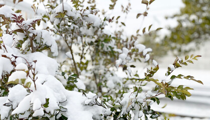 真冬の雪が降り積もった木々の葉