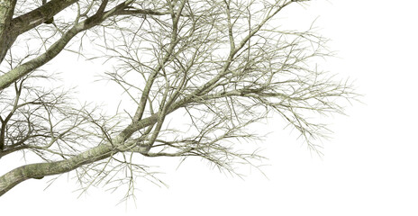Fototapeta na wymiar Isolate woods tall dried tree branch composition on transparent backgrounds 3d illustration png