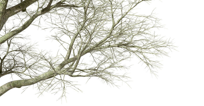 Isolate woods tall dried tree branch composition on transparent backgrounds 3d illustration png