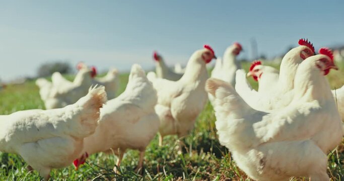 Group, chickens or agriculture in nature field for meat, protein or eggs industry. Birds, poultry or animals eating in grass farm environment for countryside sustainability, Brazil or agro production