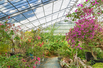 Fototapeta na wymiar Bright greenhouse image for background