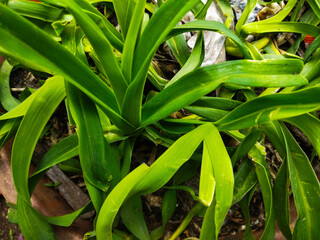 Obraz premium HEMEROCALLIS FULVA DECORATIVE PLANTS WITH GREEN LEAVES