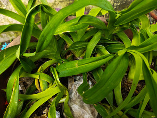 HEMEROCALLIS FULVA DECORATIVE PLANTS WITH GREEN LEAVES