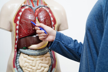 Fototapeta premium Asian student learning with human body model in anatomy biology in classroom at high school.