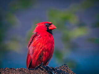 Red male cardinal bird perching against blurred natural background