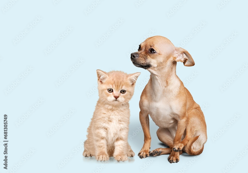 Sticker Cute smart puppy and a small kitten together