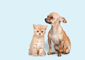 Cute smart puppy and a small kitten together