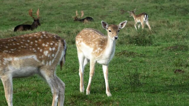 Fallow deer (Dama dama) eating lush green grass, slow motion, sunny autumn day, wildlife concept, medium handheld shot