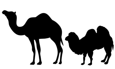 CAMEL silhouettes on white background. / dromedary camels / 2 camels vector illustrations.	
