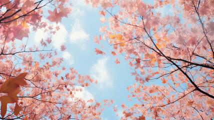 Fototapeta premium autumn leaf fall, falling leaves on the background of a light blue autumn sky, yellow and red leaves flying from the sky, view up