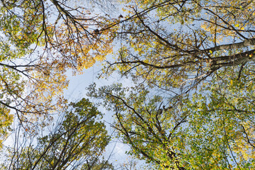 Fall in the forest. Forest autumn in sunny autumn weather, autumn landscape, autumn trees.