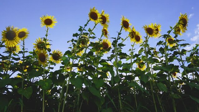 The backlight sunflower field, swaying sunflowers in the wind. SLOW MOTION