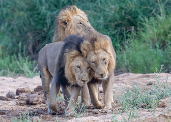 Three male lions rubbing up agains each other