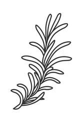 Rosemary plant herb for cooking, ingredient vector