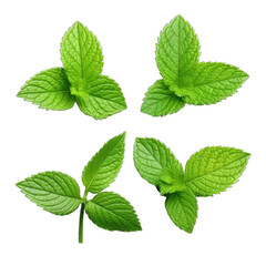 leaves mint  isolated on white PNG transparent background - obrazy, fototapety, plakaty