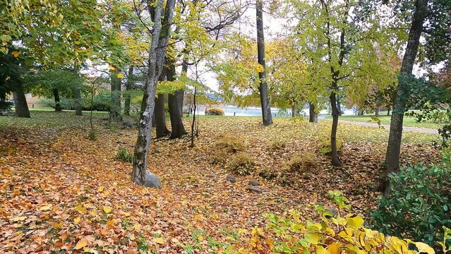 A view of the beautiful autumn landscape in Edsviken outside Stockholm in Sweden. The ground is covered with colorful autumn leaves. People are walking along the shore of the lake in the background.
