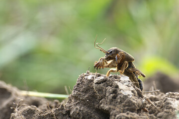 European mole cricket (Gryllotalpa gryllotalpa)