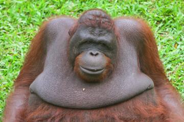 cute face of borneo orangutan