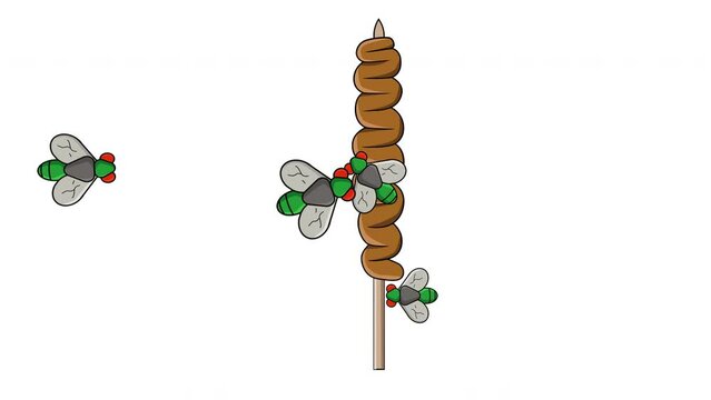 Animation of intestine satay being infested with flies
