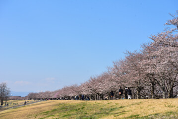 Fototapeta premium 明るい川の堤防の桜