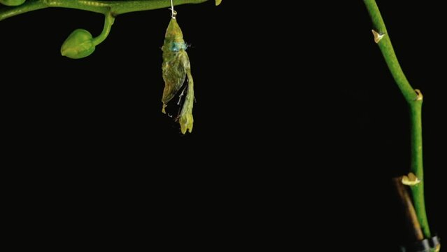 Development and transformation stages of catch a sailboat - hatching out of pupa to butterfly. Isolated on black background. Time lapse, 4k