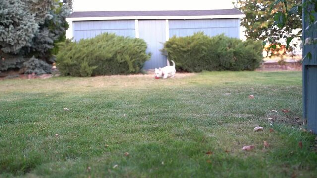 Westie female dog playing and going to to the bathroom