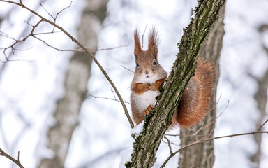 fluffy red squirrel sitting on branch of tree in park on winter cold day.