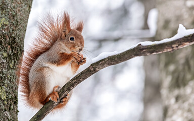 fluffy red squirrel sitting on tree branch, covered with snow in winter park and eating nut.