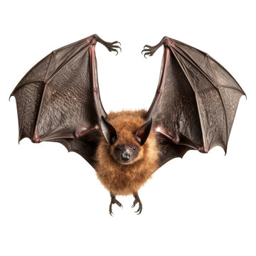A Majestic Bat Soaring Through the Sky, Embracing Freedom and Grace . Transparent background cutout. PNG file
