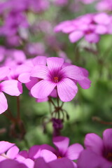 Fototapeta premium 咲き誇るイモカタバミ