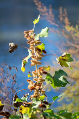 Figuier en automne