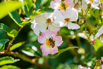 nice roses in the garden.