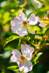 nice roses in the garden.