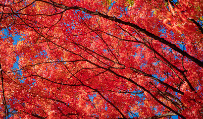 autumn leaves on the tree