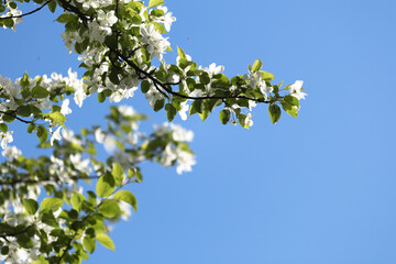 Blooming apple tree branches with white flowers and green leaves on blue sky background