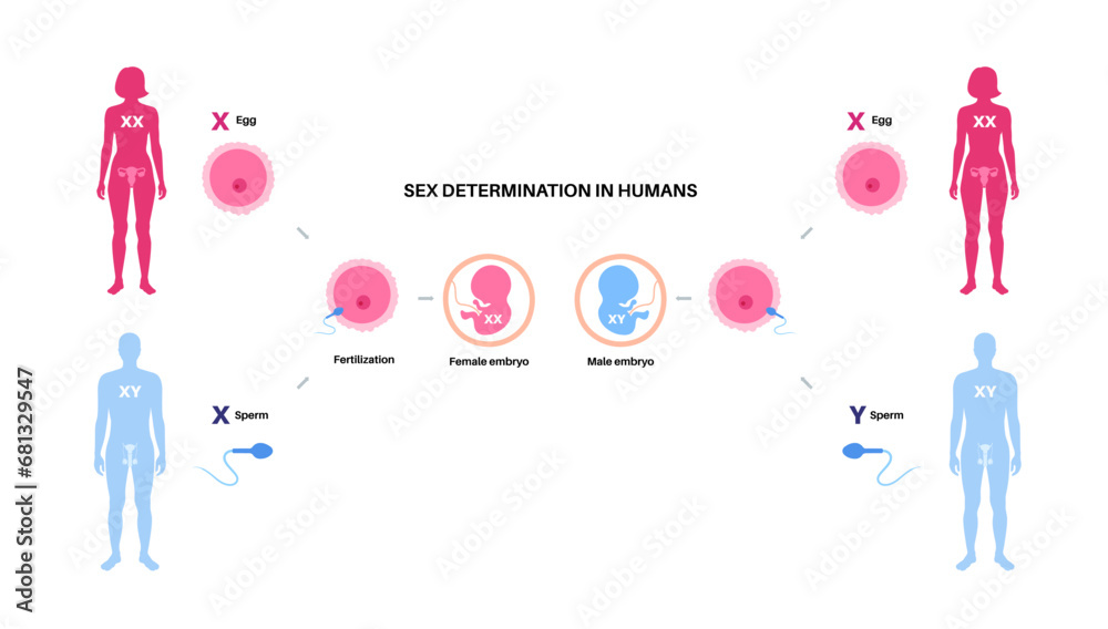 Wall mural sex determination in humans