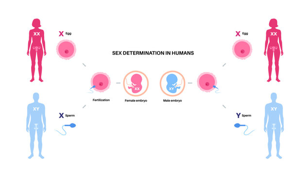 Sex Determination in Humans