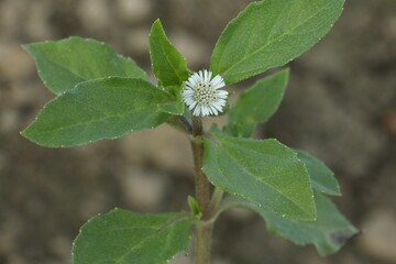 False daisy. Eclipta prostrata. Bhringraj. Yerba de tago. Karisalankanni. Eclipta alba. 