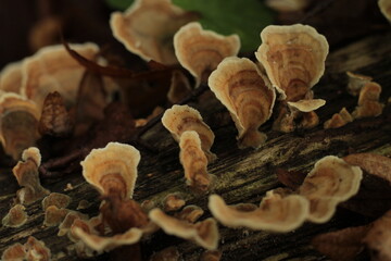 Closeup of the mushrooms growing out from the tree stem in the autumn forest