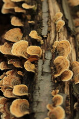 Mushrooms growing out from the tree branch in the autumn forest